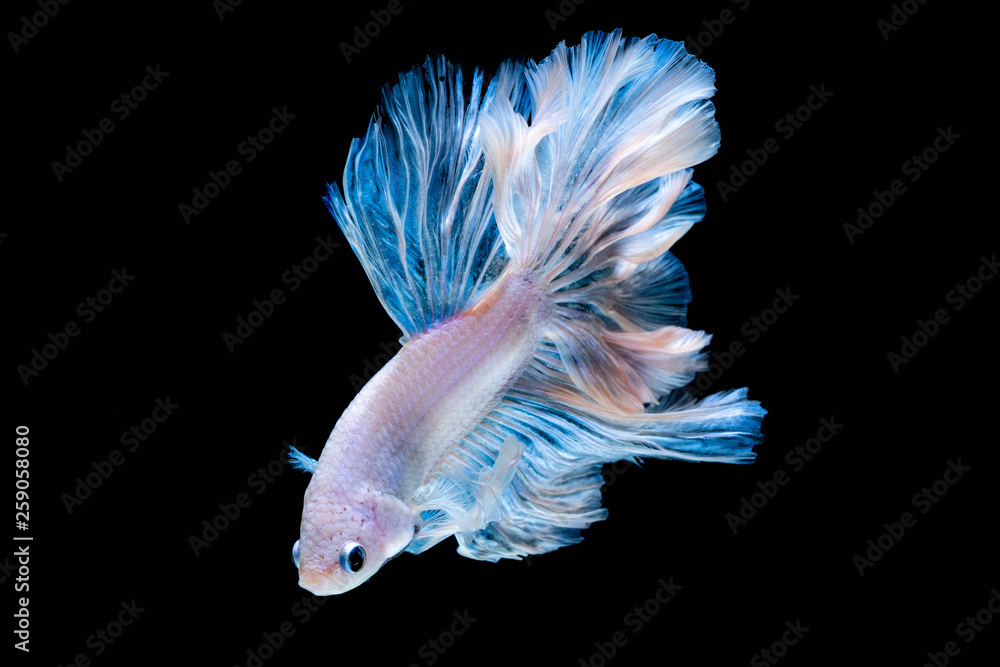 Fototapeta premium Betta fish Fight in the aquarium