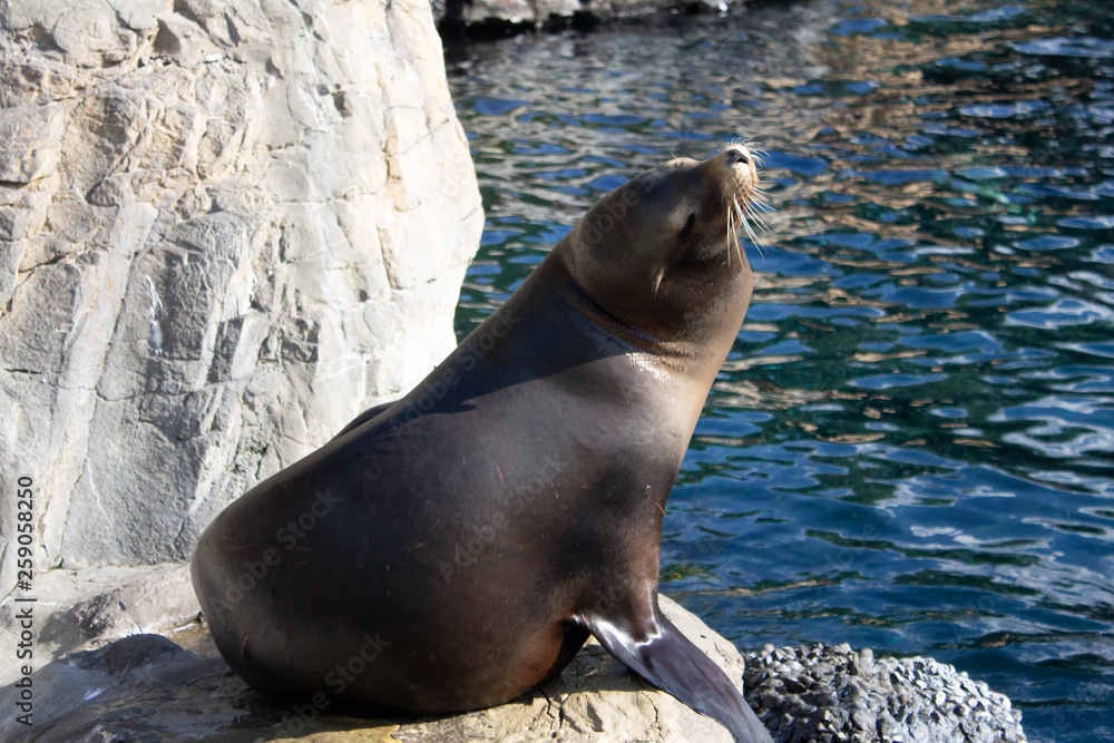 Fototapeta premium Sea Lion