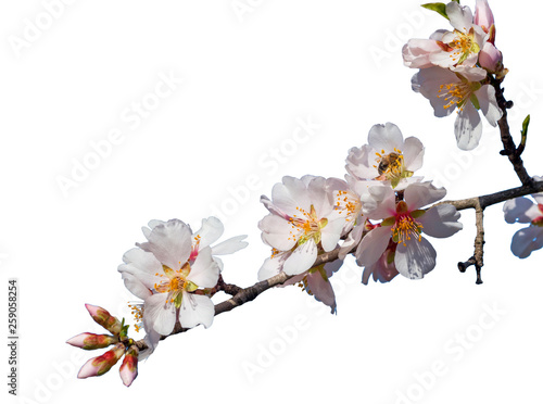 almond 's flowers and buds on  branch isolated in white background