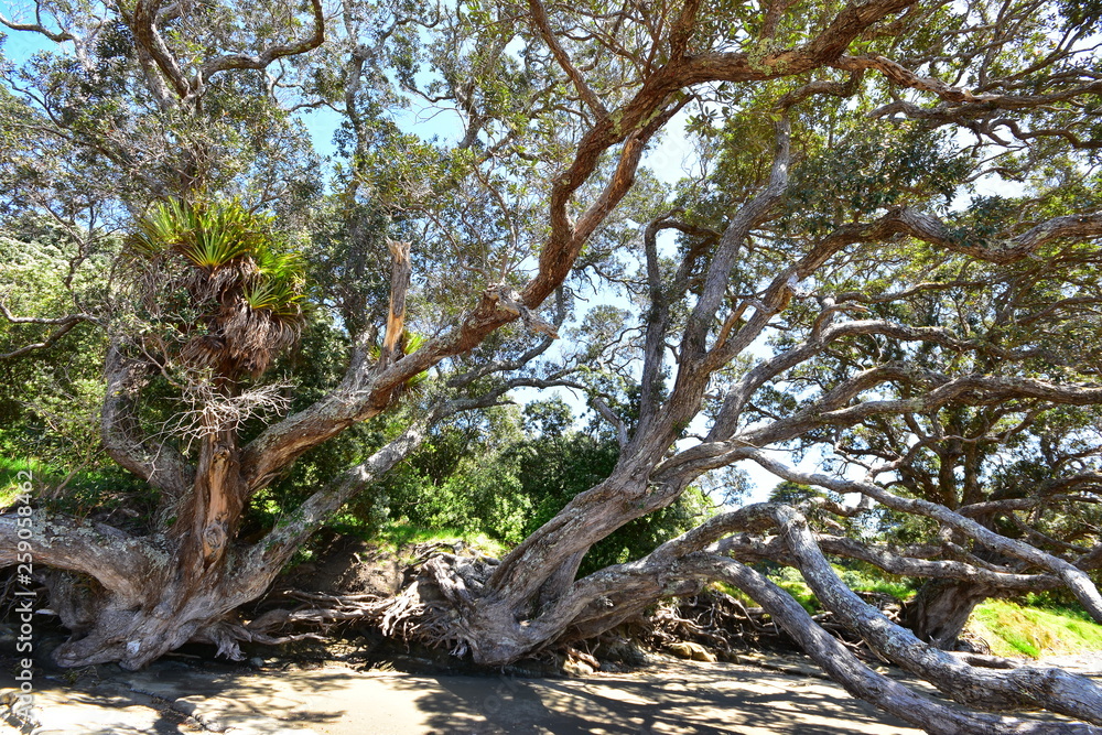 Native New Zealand Pohutukawa trees with expansive tree tops falling to ground on sandy sea shore.