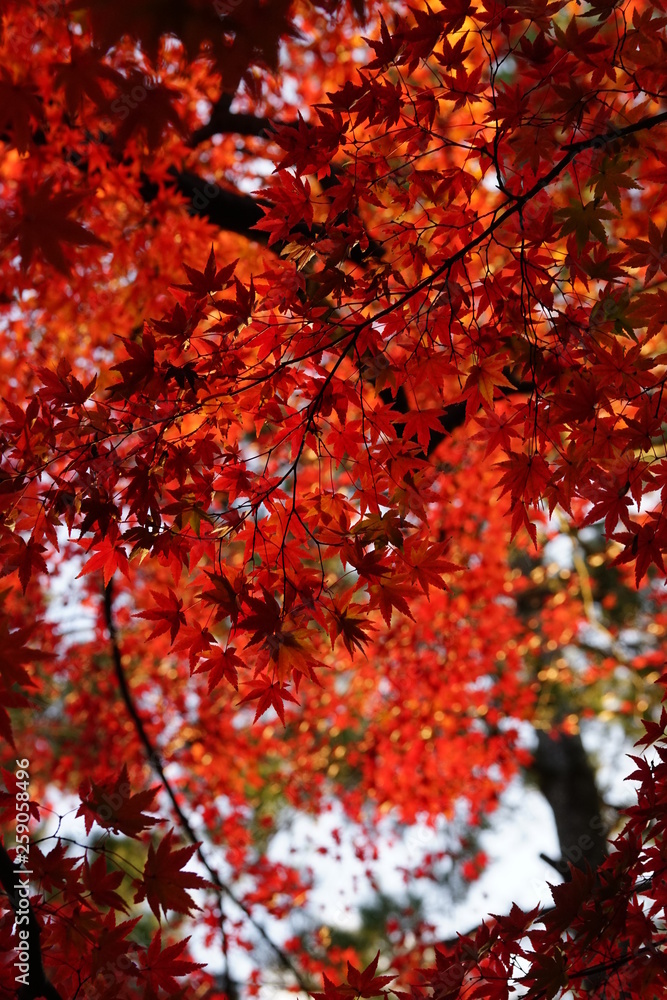 紅葉 紅葉
