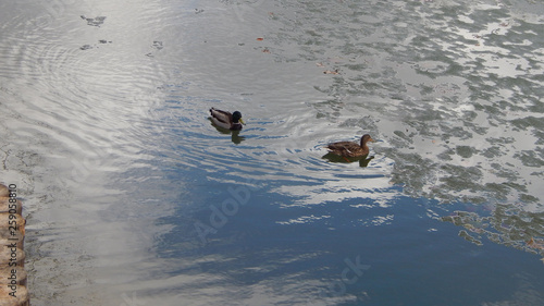 Ducks on the spring pond