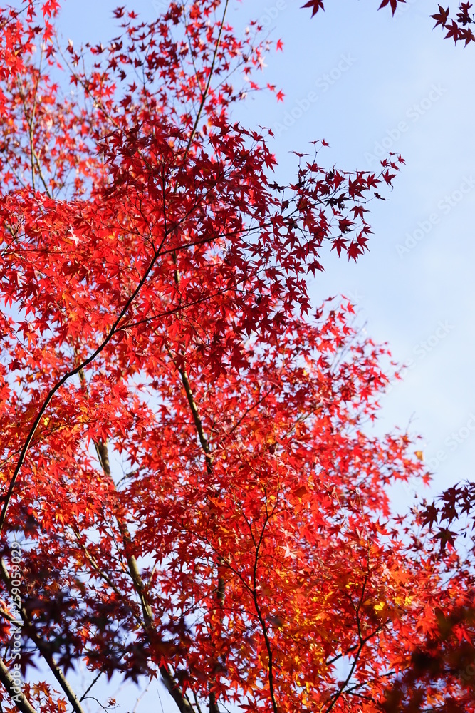 紅葉 紅葉