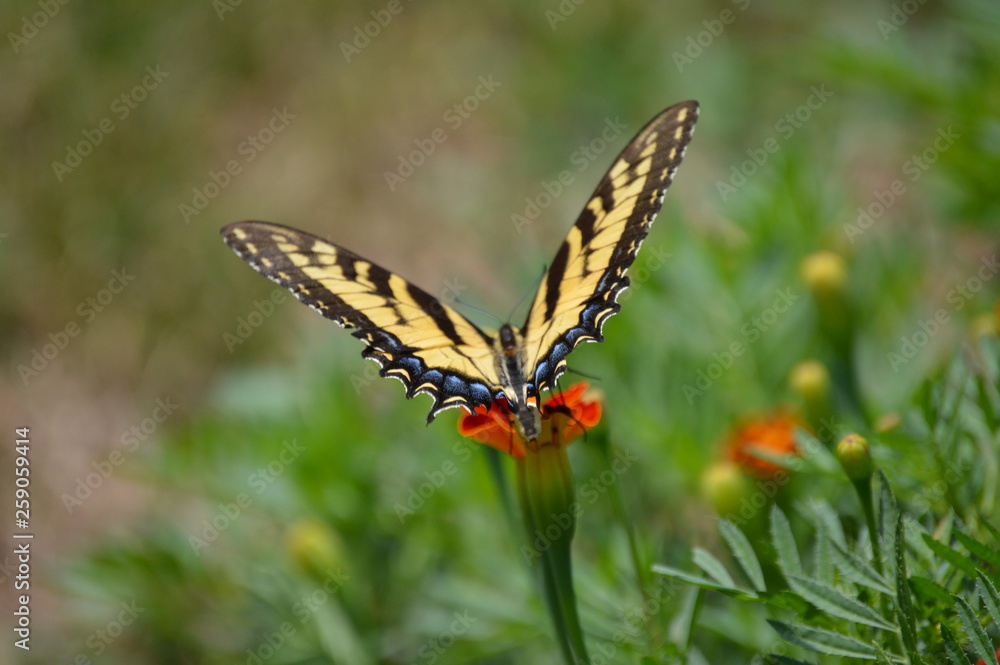 Butterfly 2 Butterfly 2