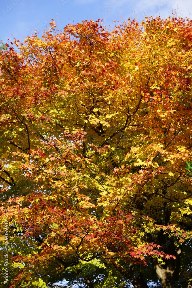 紅葉 紅葉