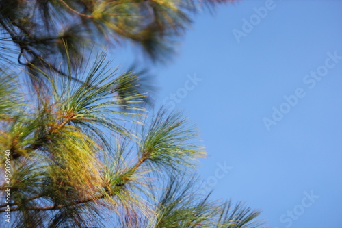palm tree on background of blue sky and clouds