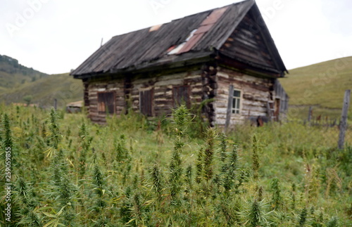 Cannabis bushes in Western Siberia. Russia © b201735