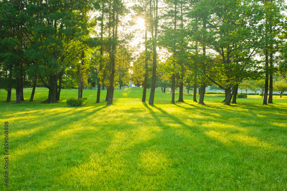 garden sunrise