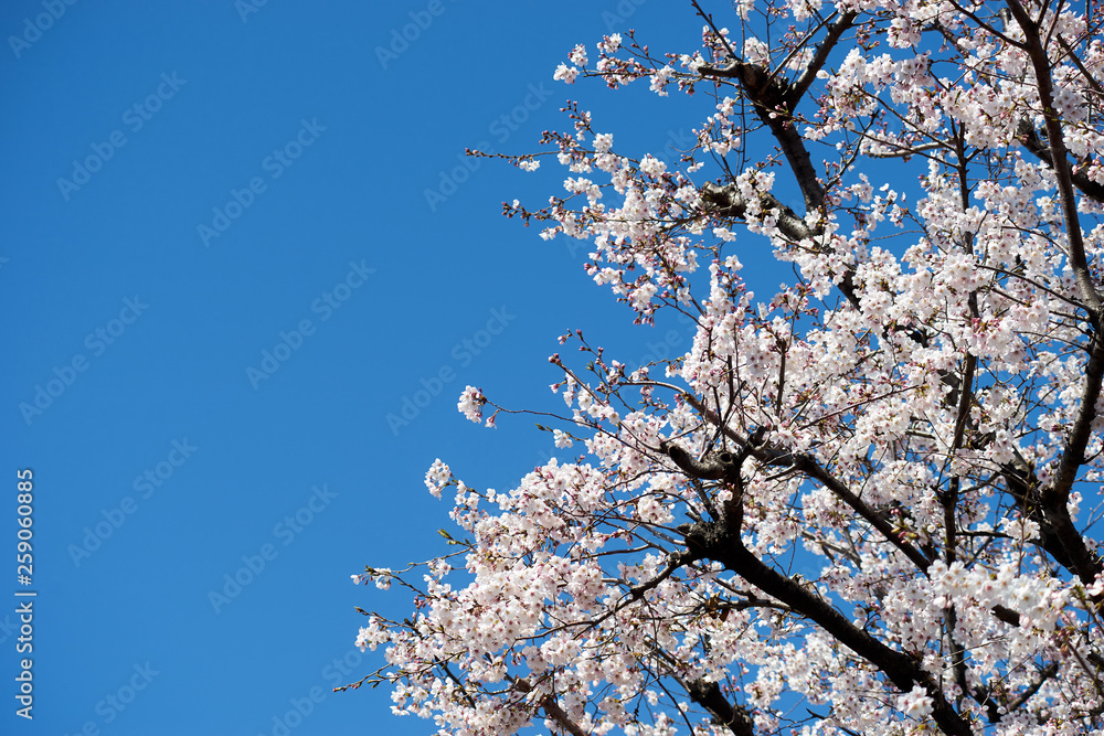 青空と満開の桜３