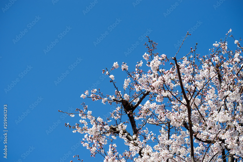 青空と満開の桜２