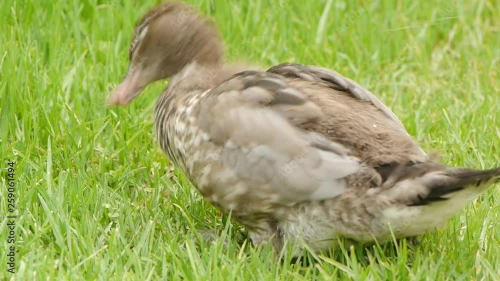 Young wood duck spits out food Young wood duck spits out food