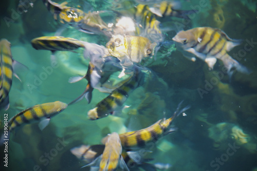 vista de peces desde afuera del agua en un archipielago