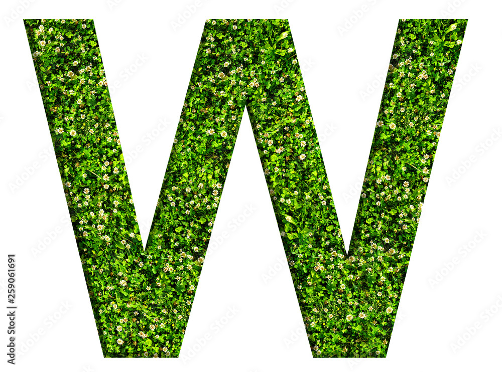 Alphabet letter W made of green grass and clovers. Letter isolated on white background Alphabet letter W made of green grass and clovers. Letter isolated on white background