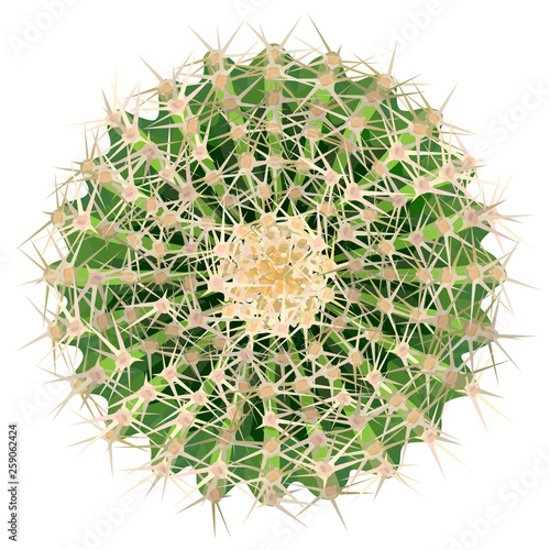 Realistic vector illustration of cactus houseplant top view