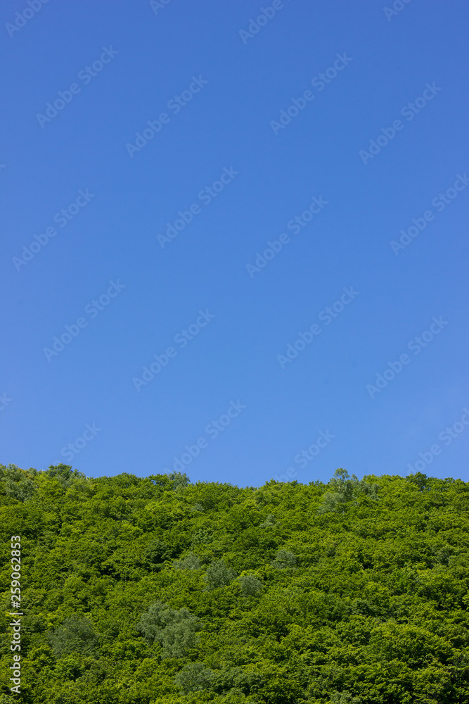 新緑 緑 林 木々 新緑 緑 林 木々