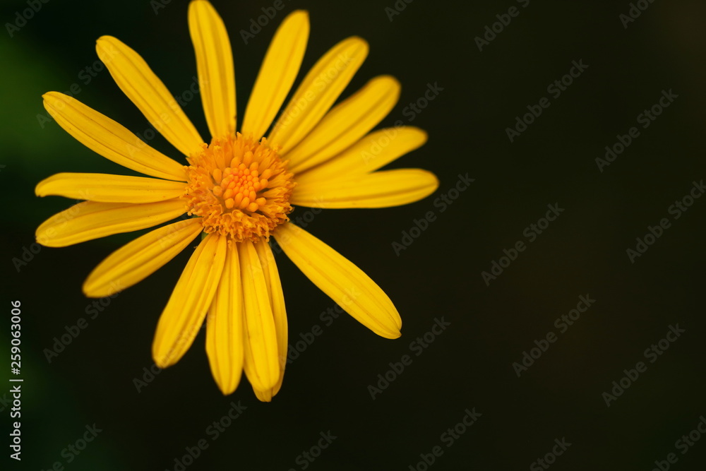 Bright yellow daisy, Euryops chrysanthemoides, against dark background with space for text on the right. Bright yellow daisy, Euryops chrysanthemoides, against dark background with space for text on the right.