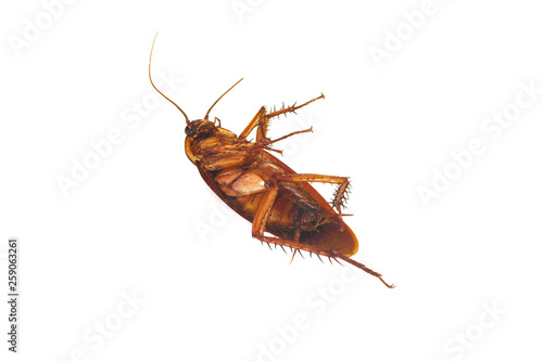 Dead cockroaches on white background.
