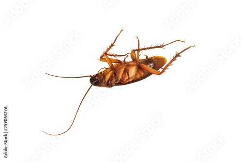 Dead cockroaches on white background. © Thitimon