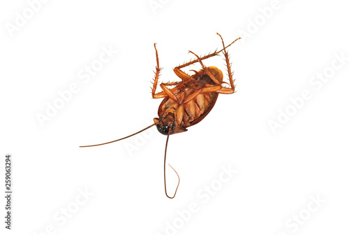 Dead cockroaches on white background.
