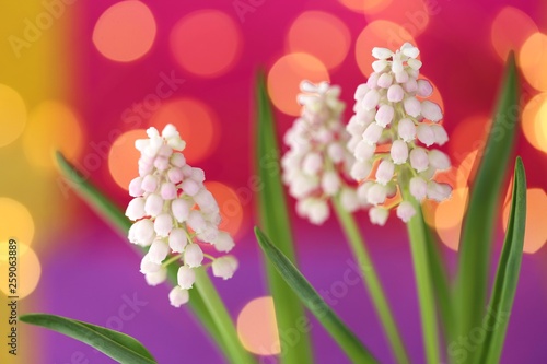 Muscari white flowers.  grape hyacinth white flowers close-up on pink-purple with  bokeh background.Floral desktop.copy space