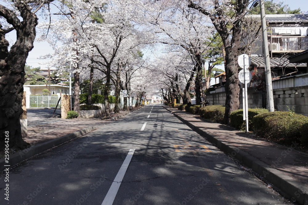 日本の桜並木道