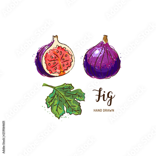 Fig fruit drawing. Watercolor figs on a white background. Vector isolated illustration