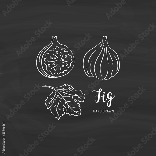 Fig fruit drawing. Sketch of fig fruit with chalk on blackboard. Vector isolated illustration