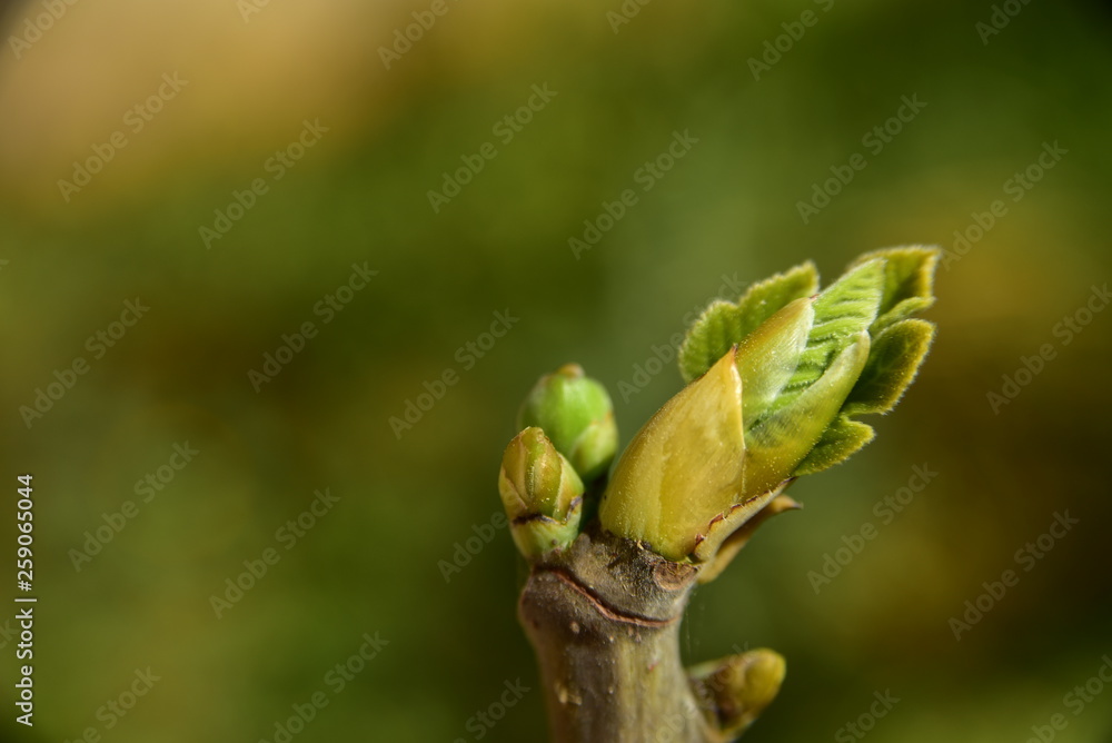 ein kleines grünes feigenblatt entfaltet sich im frühling am zweig ein kleines grünes feigenblatt entfaltet sich im frühling am zweig