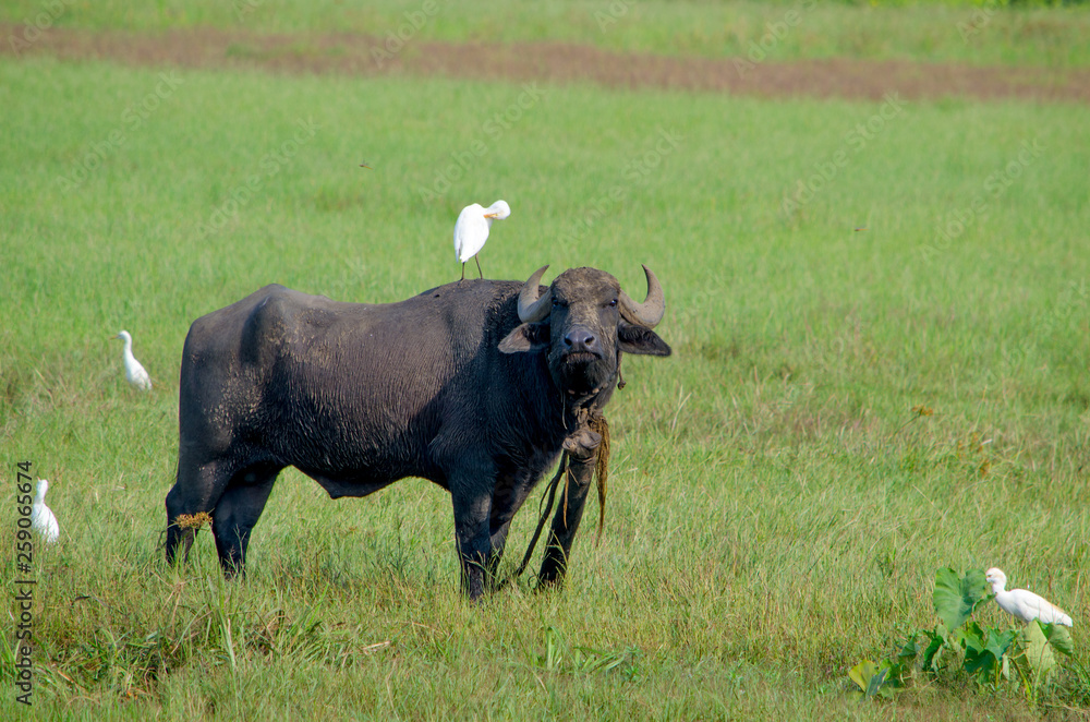 Animal a buffalo Indian in a grass with birds Animal a buffalo Indian in a grass with birds