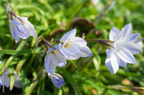 Beautiful Chionodoxa light blue spring flowers. Chionodoxa, known as glory-of-the-snow.