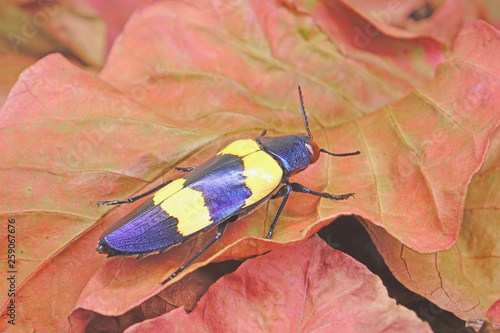 Beetle : Jewel Beetle (Chrysochroa mniszechi)  is a species of beetle in Buprestidae family , found in Asia such as Thailand. Colorful beetle on autumn leaves. Selective focus. photo