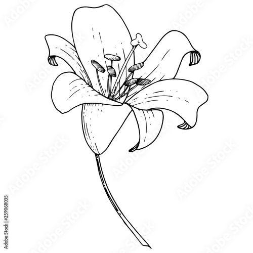 Vector Lily floral botanical flower. Engraved ink art on white background. Isolated lilium illustration element.