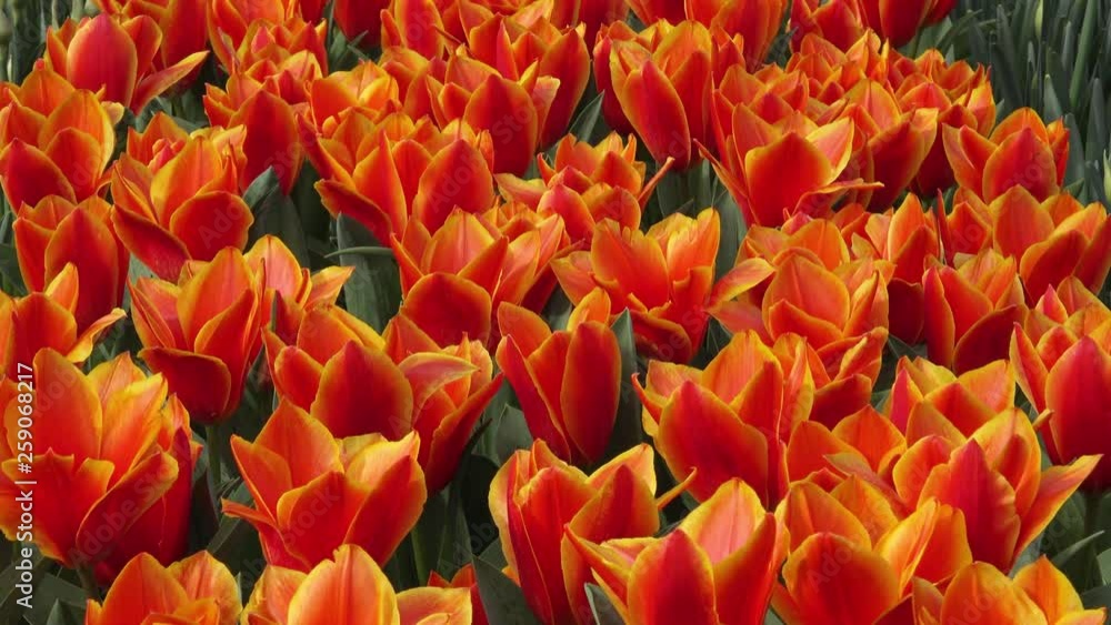 Field with colorful tulips in spring Field with colorful tulips in spring