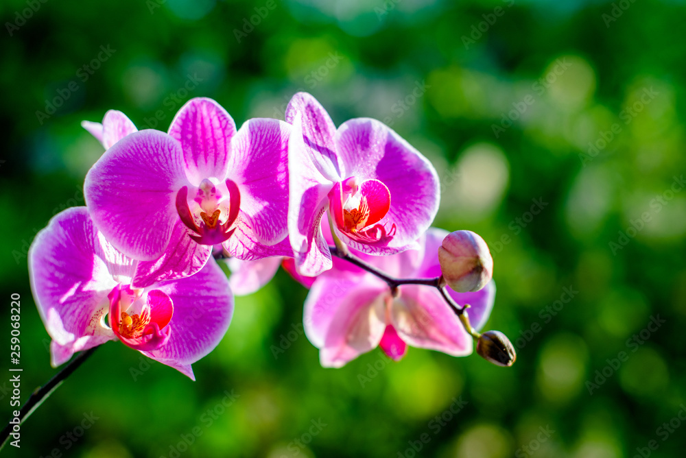 Purple Orchid branch on green natural background Purple Orchid branch on green natural background
