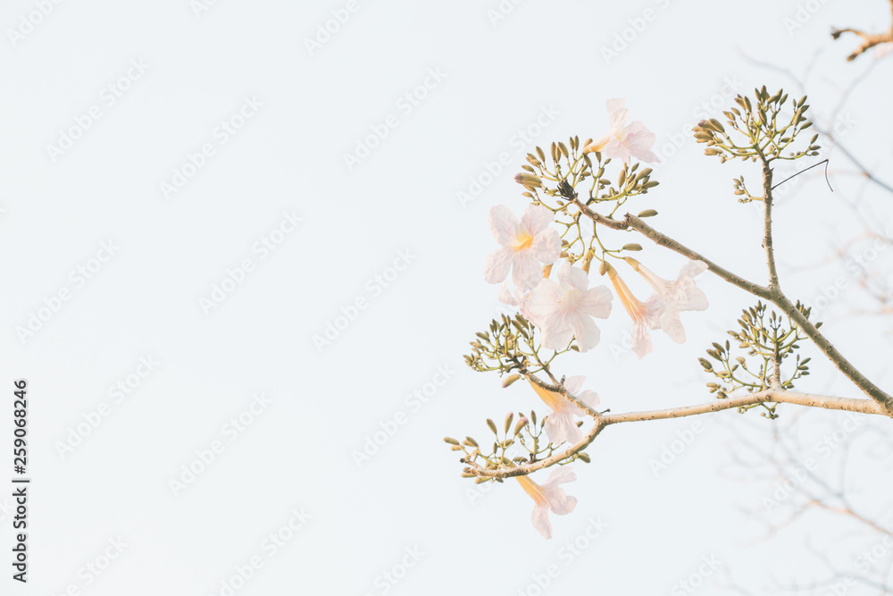 Selective focus focus beautiful Tabebuia Rosea flower or Pink Tecoma and Rosy Trumpet blooming on isolate white background. Selective focus focus beautiful Tabebuia Rosea flower or Pink Tecoma and Rosy Trumpet blooming on isolate white background.