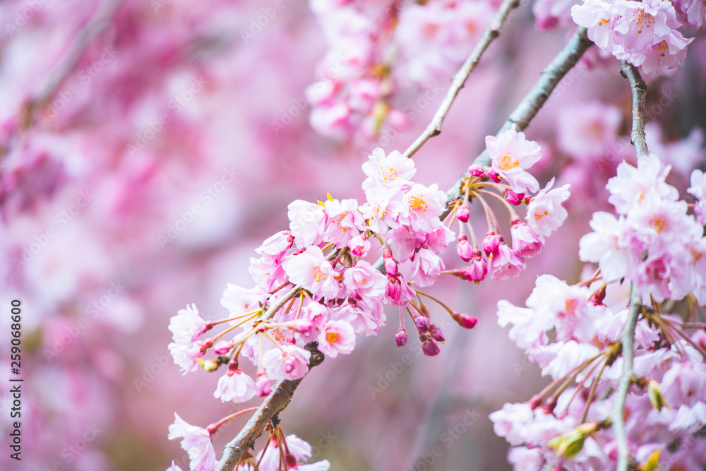 Sakura Sakura