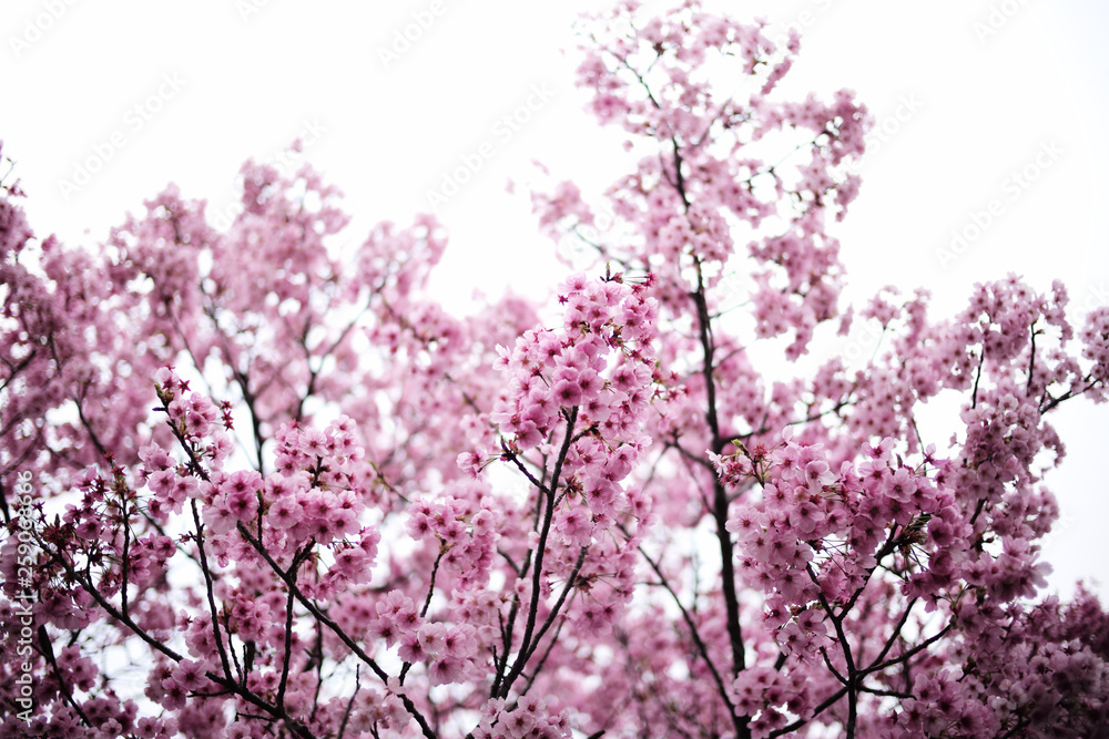 桜 SAKURA 桜 SAKURA