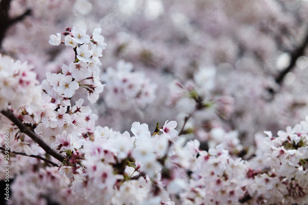 桜 SAKURA 桜 SAKURA