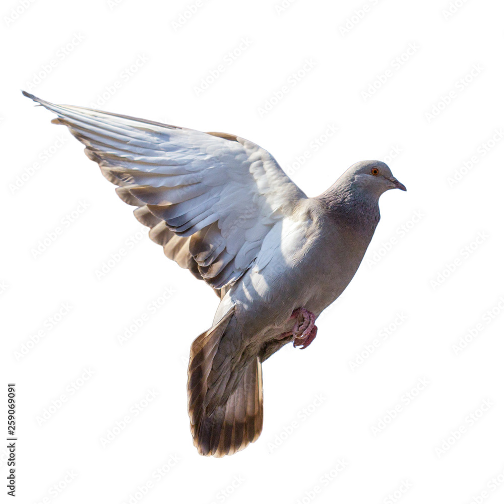 Dove in flight isolated on white background Dove in flight isolated on white background