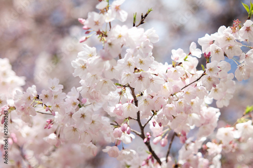     SAKURA