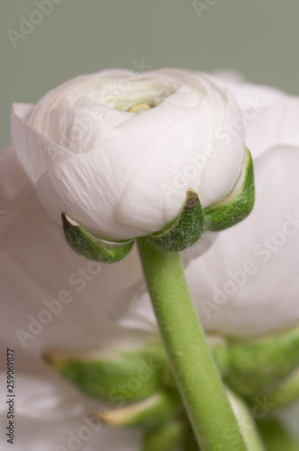 Ranunculus flower over green photo