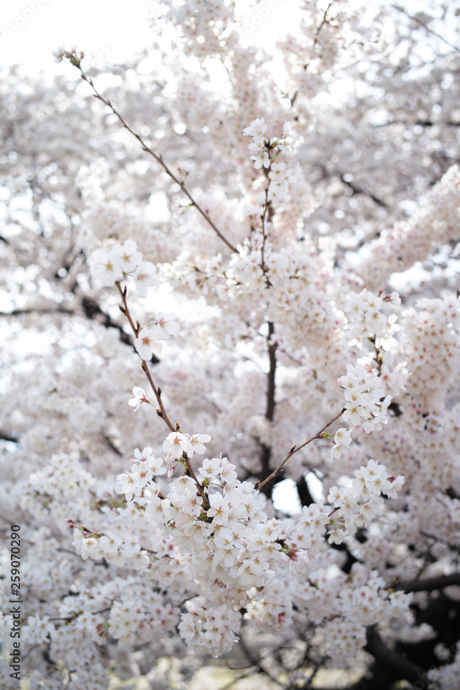 Fotografie 桜 SAKURA