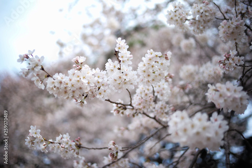 桜 SAKURA © THE ULTRAHAND
