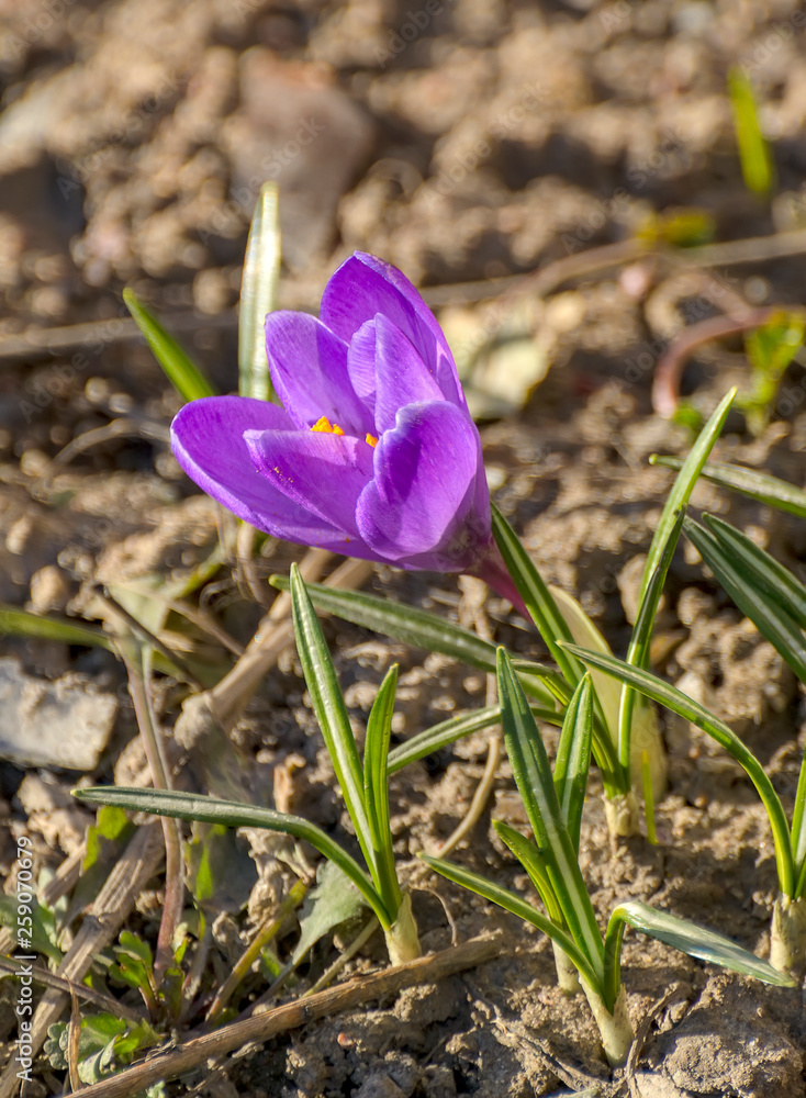 The first spring purple flowers crocuses in the garden in St. Petersburg. The first spring purple flowers crocuses in the garden in St. Petersburg.
