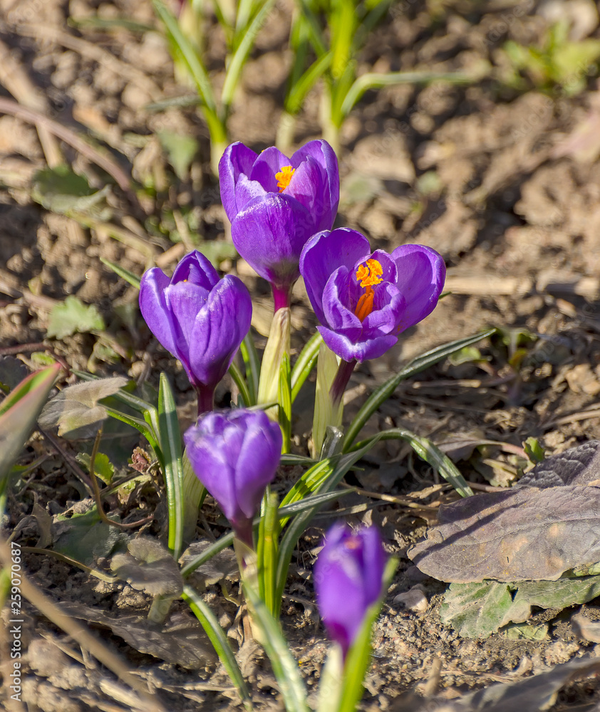The first spring purple flowers crocuses in the garden in St. Petersburg. The first spring purple flowers crocuses in the garden in St. Petersburg.