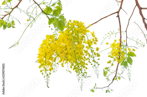 blooming of Golden shower or Cassia fistula flower isolated on white background