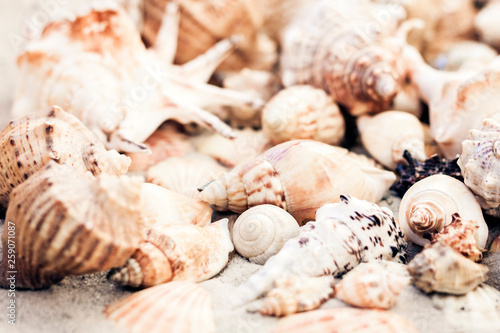Seashells on the sand, summer beach background, travel concept with copy space for text.