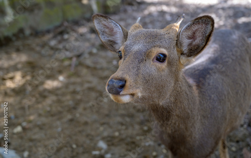 Fototapeta Naklejka Na Ścianę i Meble -  Deer in Nara park at Japan.
