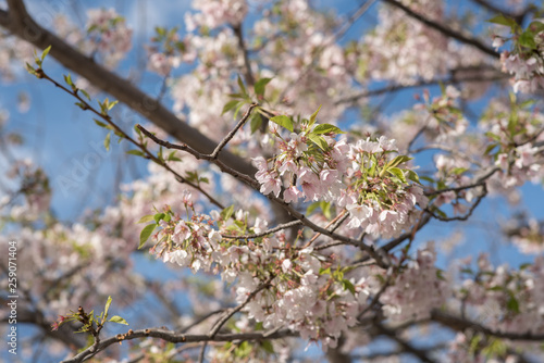 Cherry Blossoms in Bloom