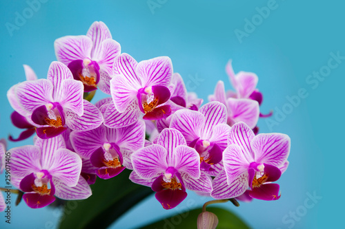 Beautiful pink orchid closeup.